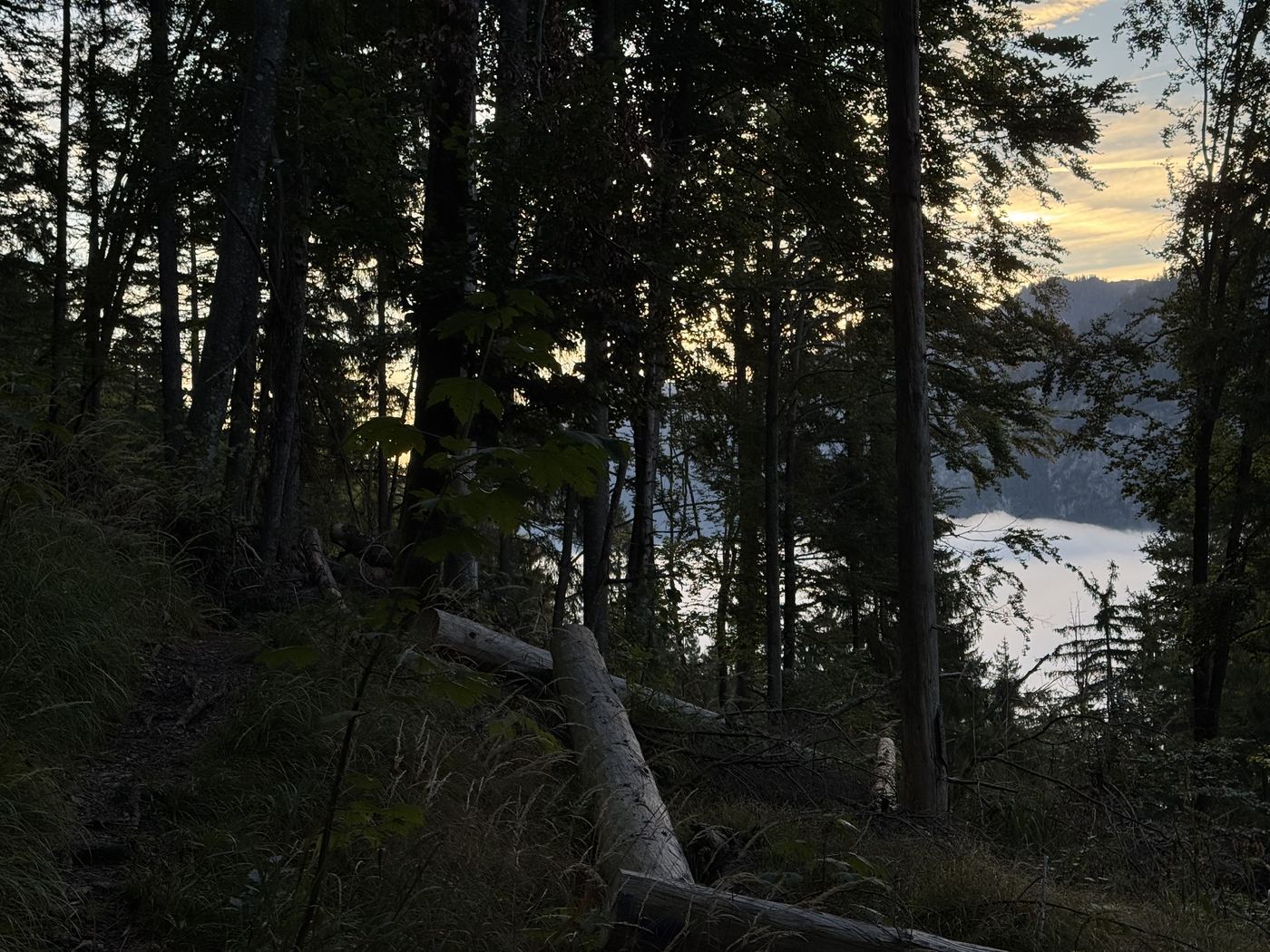 Blick durch Fichtenstämme auf das Nebelmeer im Tal, warmes Morgenlicht von rechts.