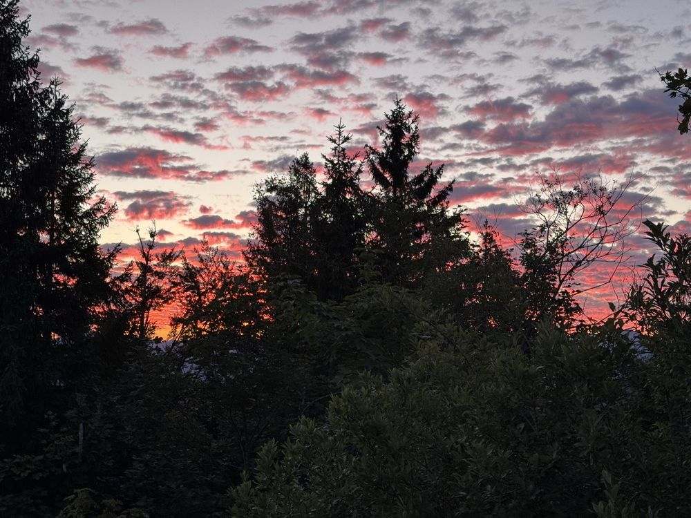 Rot glühende Wolken beim Sonnenaufgang, davor die Silhouetten von Fichten.