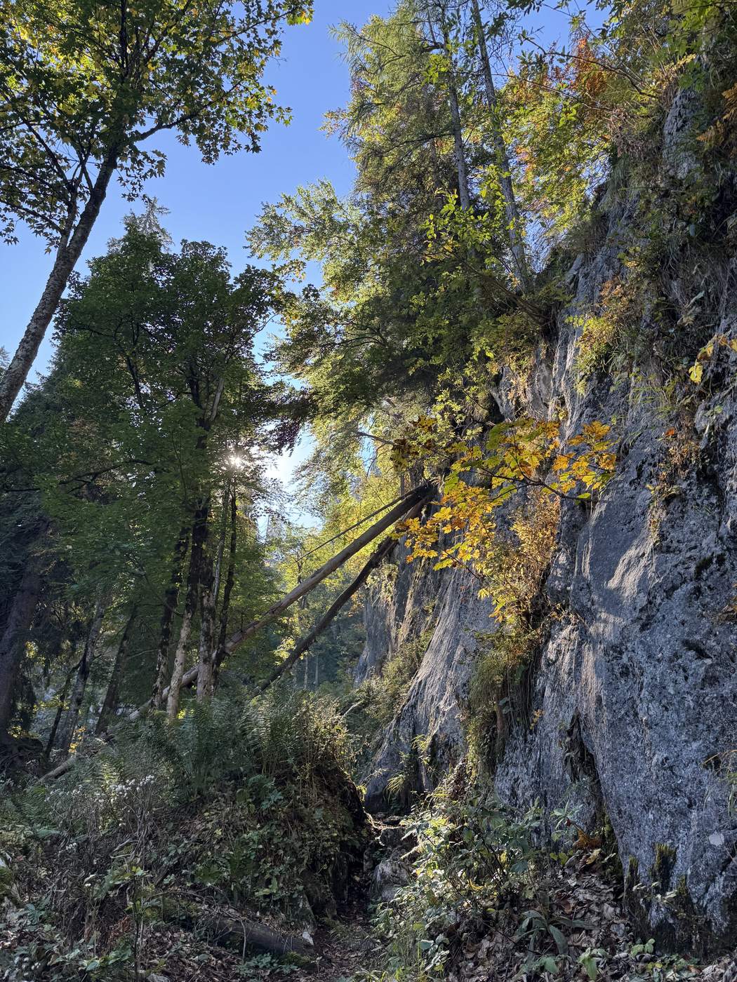 Steiler Steig im Bergwald, rechts eine hohe Felswand, Lärchen mit erstem Herbstgelb.