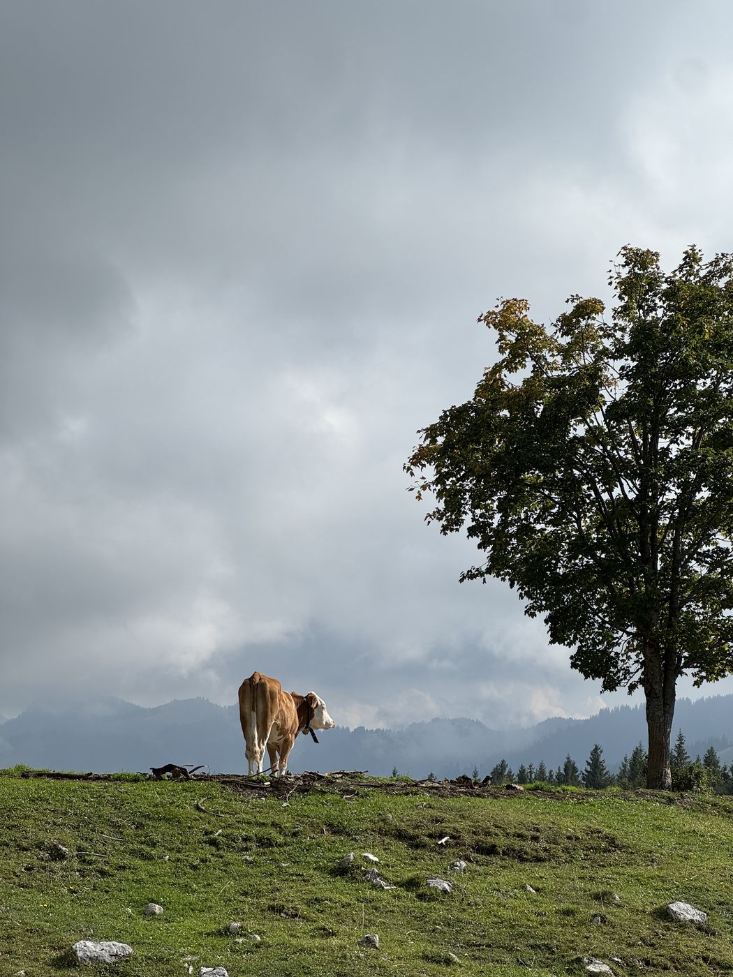 Eine Kuh steht auf einer Almkuppe neben einem einzelnen Ahorn, darüber Wolken.