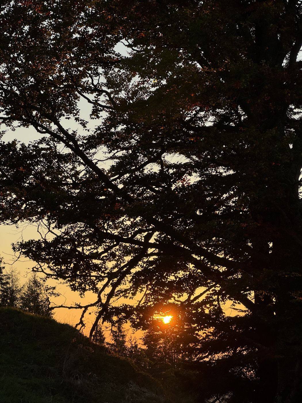 Die Morgensonne steht tief hinter den Ästen einer Buche, der Himmel leuchtet orange.